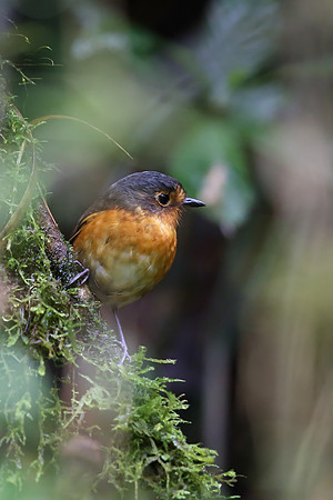 Slate-crowned Antpitta