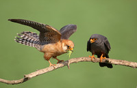 Red-footed Falcon