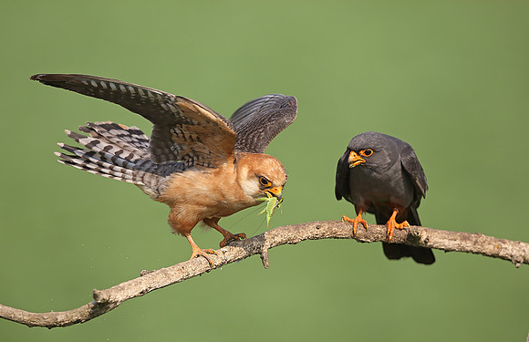 Red-footed Falcon