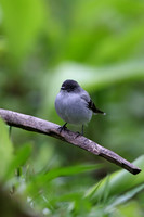 Torrent Tyrannulet