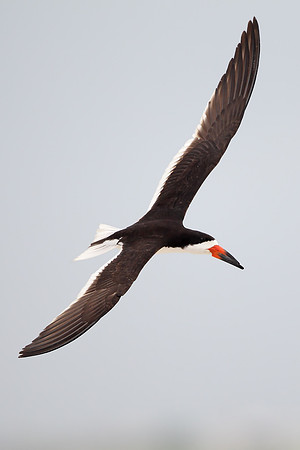 Black Skimmer
