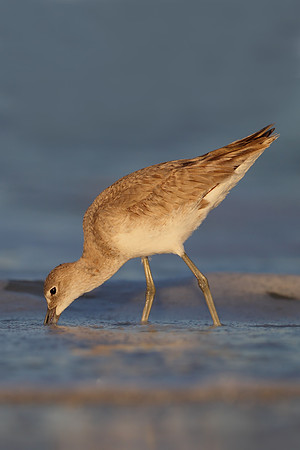 Willet