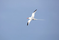Red-billed Tropicbird