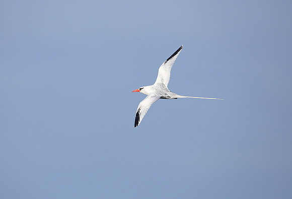 Red-billed Tropicbird