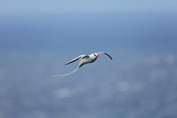 Red-billed Tropicbird