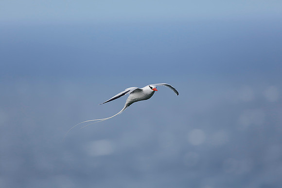 Red-billed Tropicbird