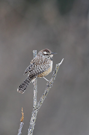Cactus Wren