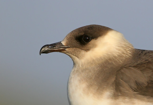 Arctic Skua