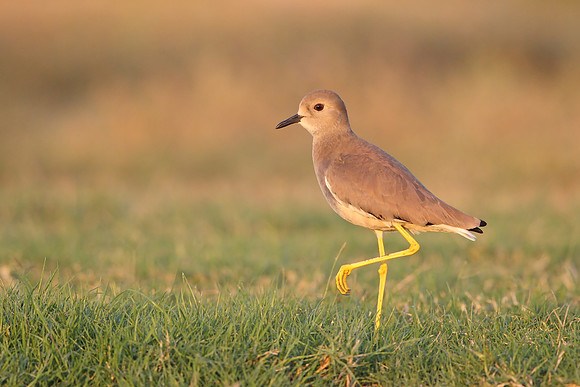 White-tailed Plover