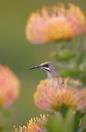 Cape Sugarbird