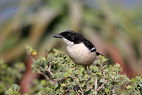 Shrikes