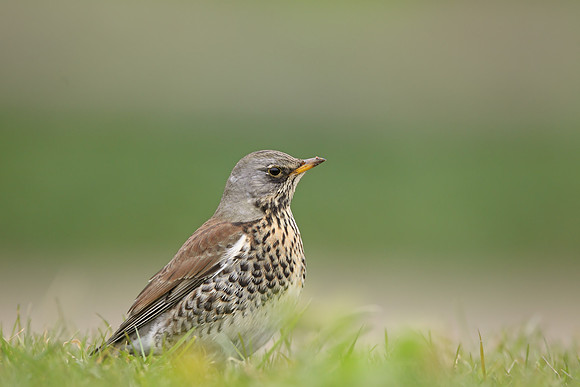Fieldfare