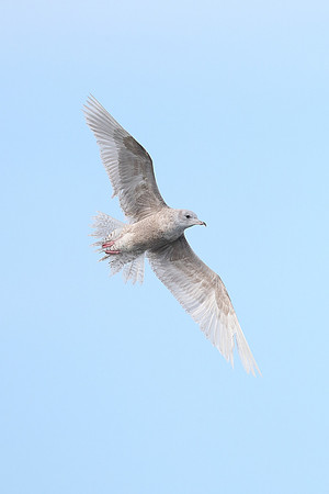 Iceland Gull