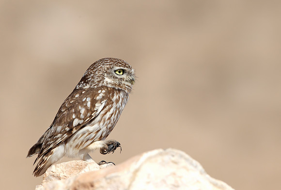 Little Owl