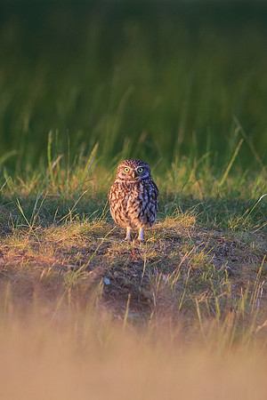 Little Owl