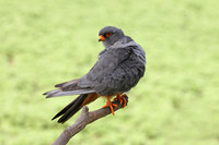 Red-footed Falcon