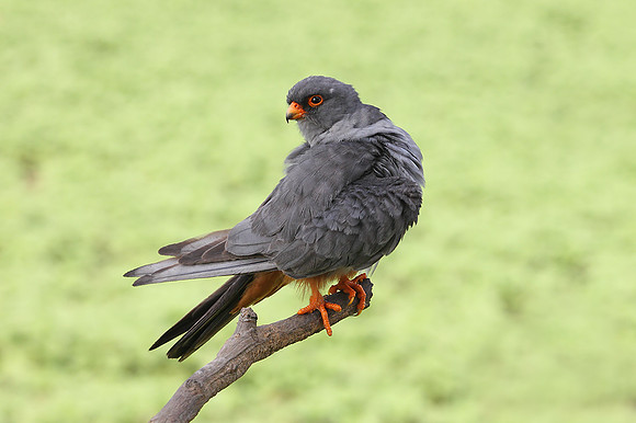 Red-footed Falcon