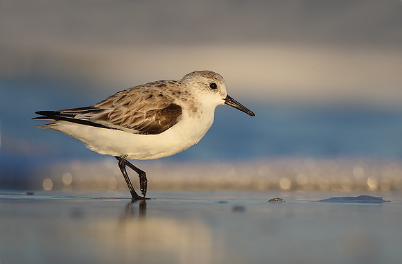 Sanderling