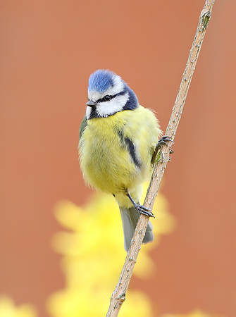 Blue Tit