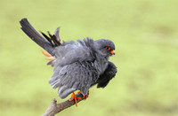 Red-footed Falcon