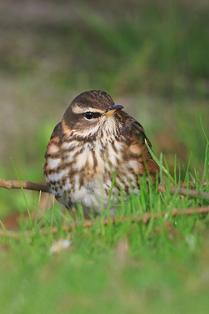 Redwing