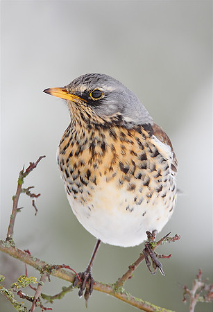 Fieldfare