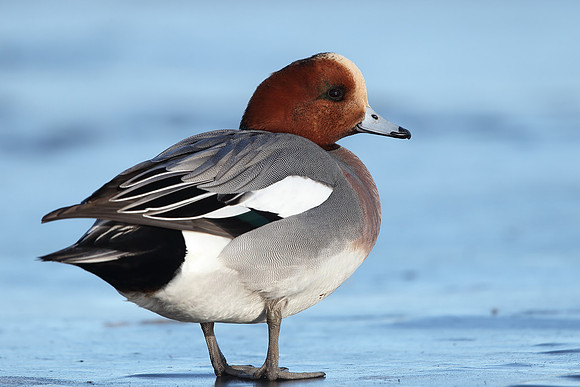 Wigeon