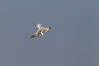 Lesser Crested Tern