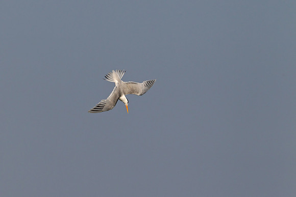 Lesser Crested Tern