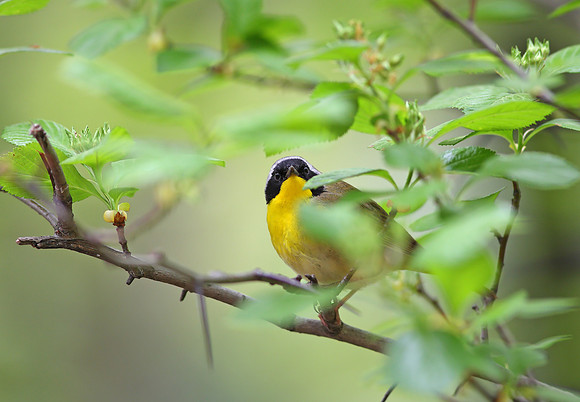 Common Yellowthroat