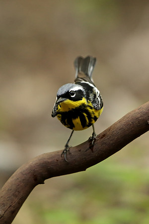 Magnolia Warbler