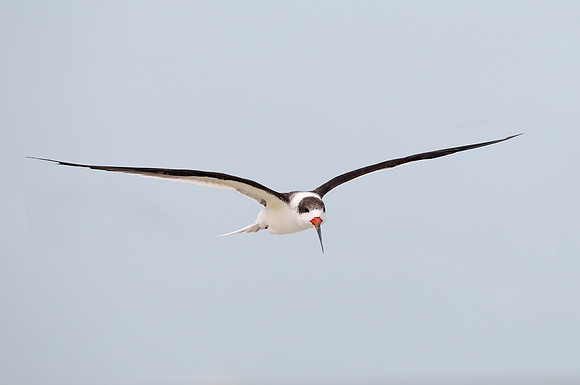 Black Skimmer