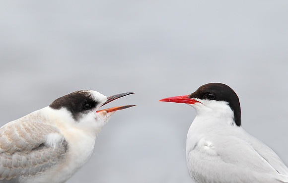 Arctic Tern