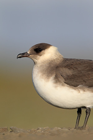 Arctic Skua