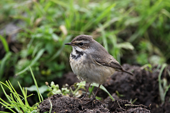 Bluethroat