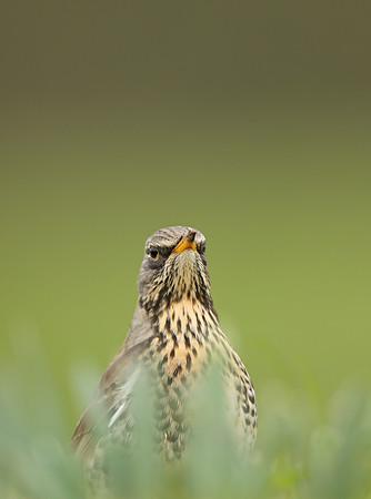 Fieldfare