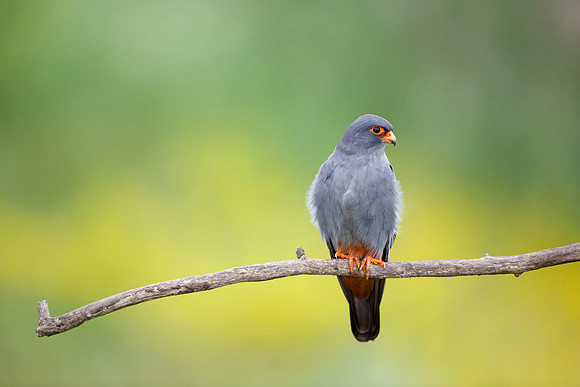 Red-footed Falcon