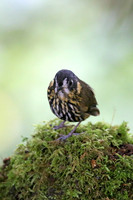 Crescent-faced Antpitta
