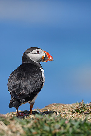Puffin