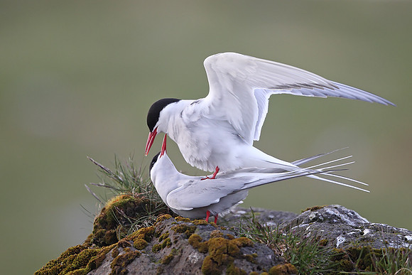 Arctic Tern