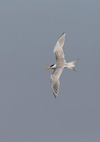 Lesser Crested Tern