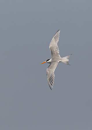 Lesser Crested Tern