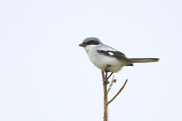 Loggerhead Shrike