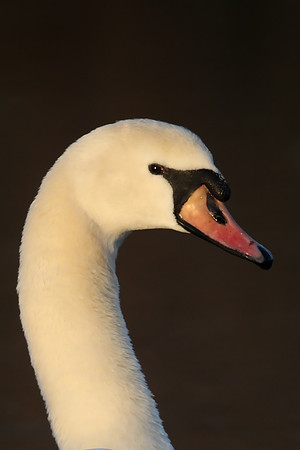 Mute Swan