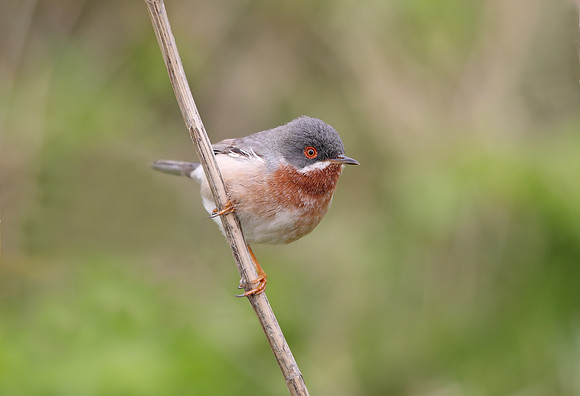 Eastern Subalpine Warbler
