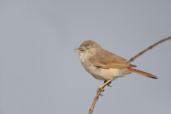 Asian Desert Warbler