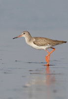 Redshank