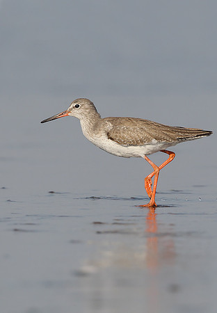 Redshank