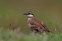 Stout-billed Cinclodes