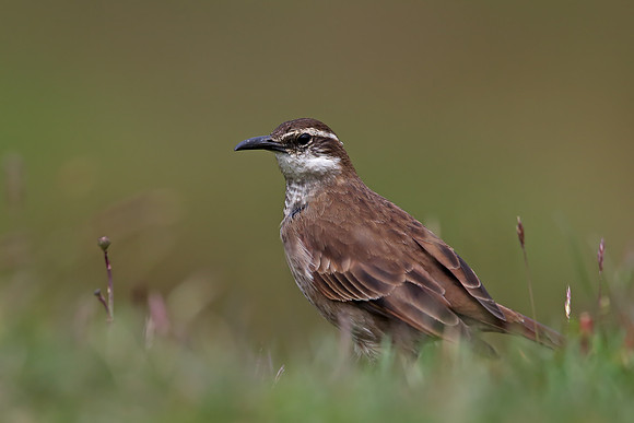 Stout-billed Cinclodes